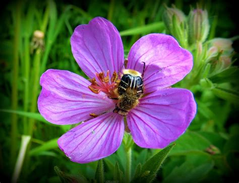 Flora Montana Wild Geranium