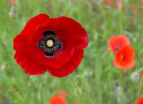 mohn blume mohn feld der kostenloses foto auf pixabay pixabay