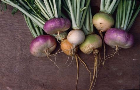 Heirloom Turnip Varieties – Mother Earth News