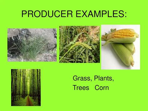 PRODUCERS, CONSUMERS, and DECOMPOSERS - ppt download