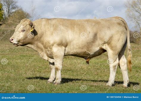 Toro De Charolais En Un Pasto Del Otoño Foto De Archivo Imagen De