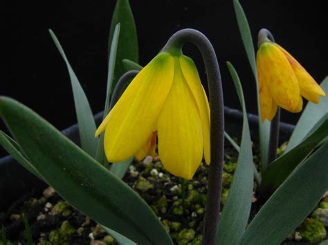 Illahe Rare Bulbs Fritillaria Pudica The Clone Wars