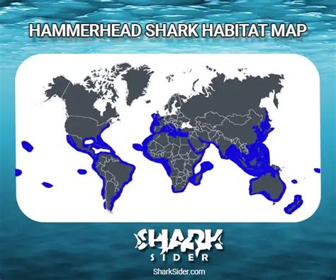 Hammerhead Shark Facts - Species ,Lifespan ,Habitat & Social Life ...