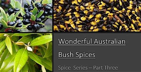 Wonderful Australian Bush Spices Part 3 Growing Spice Series April