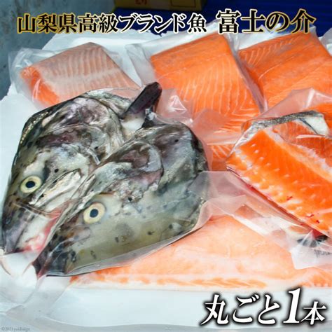 【楽天市場】【ふるさと納税】【山梨県高級ブランド魚】「富士の介」丸ごと1本セット 山本食肉 山梨県 韮崎市 20741209 ：山梨県韮崎市