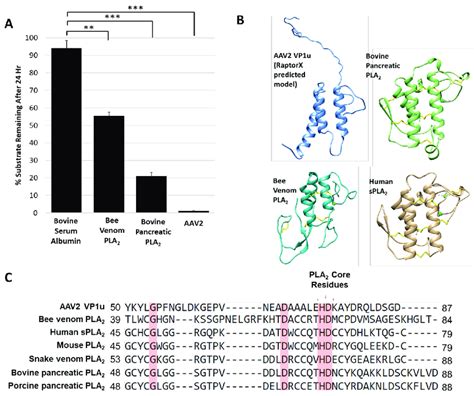 Protease Activity Is A General Property Of Pla 2 Enzymes A Download Scientific Diagram