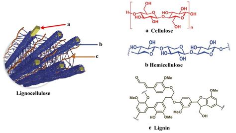 Lignocellulosic Biomass A Cellulose B Hemicellulose C Lignin