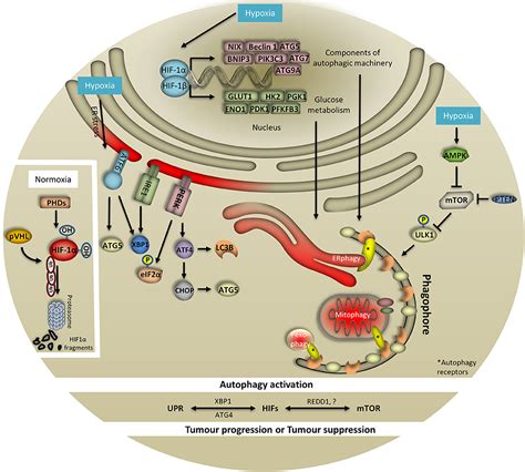 Frontiers Hypoxia And Selective Autophagy In Cancer Development And