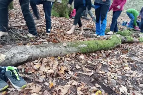 Waldwissen Exkursionen für alle Ranger Camps für den Nachwuchs