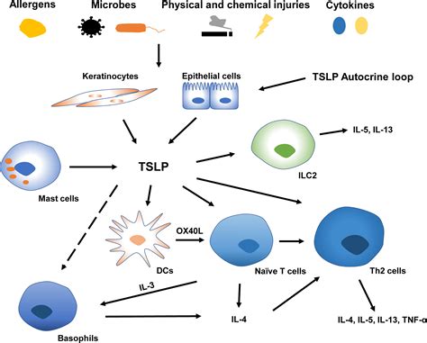 Frontiers Thymic Stromal Lymphopoietin In Cutaneous Immune Mediated