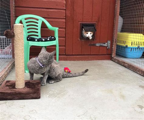 Luxury Cattery Near Bradford Oakworth Cattery
