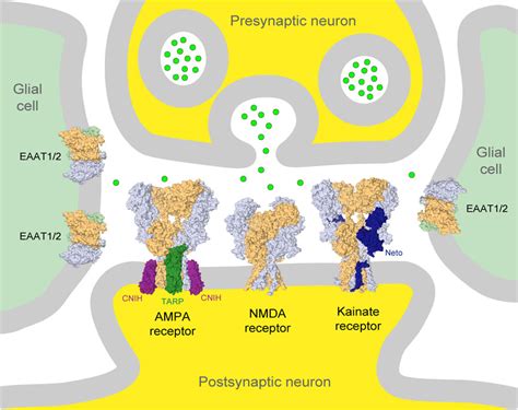 Parkinsons Disease Epilepsy And Amyotrophic Lateral Sclerosis