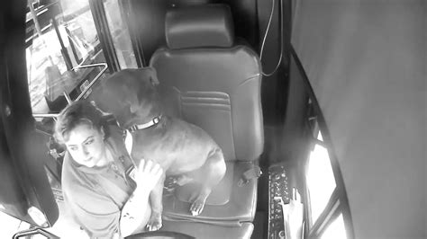 Watch Quick Thinking Bus Driver Save Stray Dog In Danger