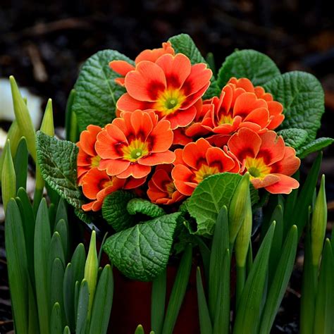 spring   perfect time  growing primulas