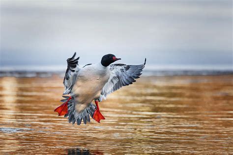 Common Merganser Drake Photograph By Bill Wakeley Pixels