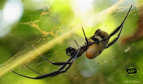 Common Garden Orb Web Spider South Africa Fasci Garden