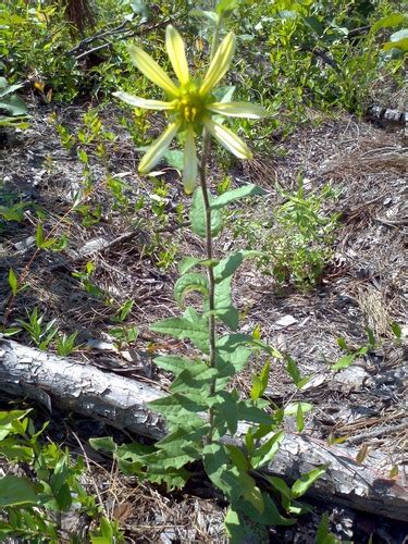 Toothed Rosinweed Silphium Dentatum · Inaturalist