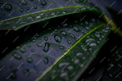 Premium Photo Macro Shot Of Raindrops On The Green Leaves Of A Bush