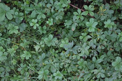 nature  green leaf  garden stock photo image  leaf flower