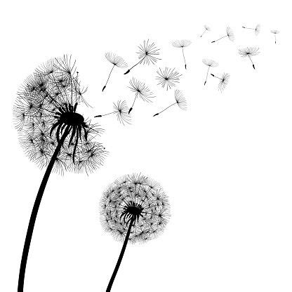 Abstract Black Dandelions Dandelion With Flying Seeds Stock Vector