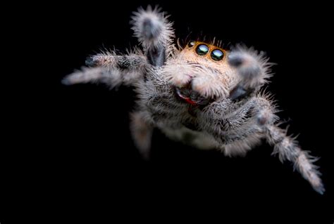 Get "inspidered" — from fear of spiders to fascination | Salon.com