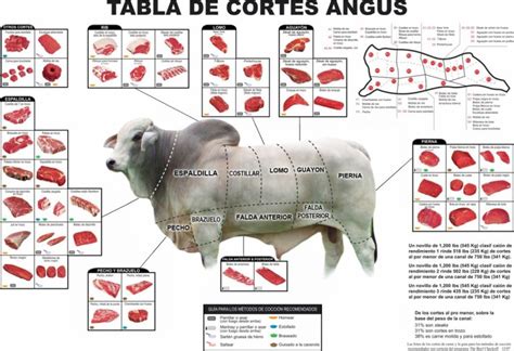 Despiece De La Carne De Vacuno Gastronomía Y Turismo En Valencia