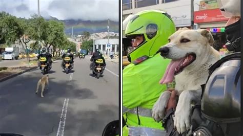 Policías Adoptaron Perrito Que Los Persiguió Por Las Vías De Bogotá Así Fue La Conmovedora