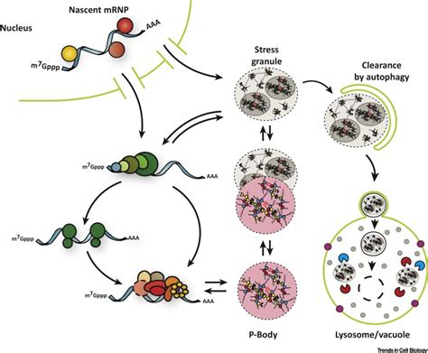 Principles And Properties Of Stress Granules Trends In Cell Biology