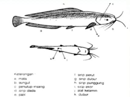 Konsep Top Morfologi Ikan Lele