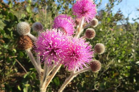 Mimosa Lanuginosa NaturaLista Mexico