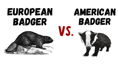 About American Badger - Behavior, Diet, Characteristics, & Facts