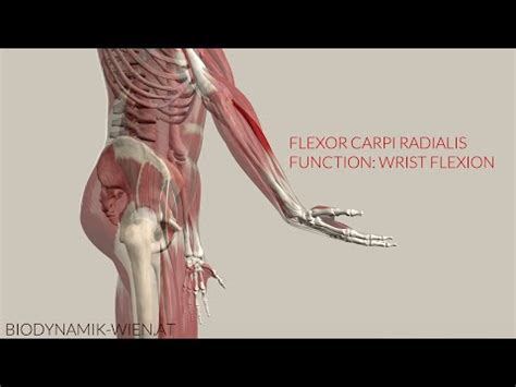 Flexor Carpi Radialis Function Wrist Flex 3D Animation YouTube