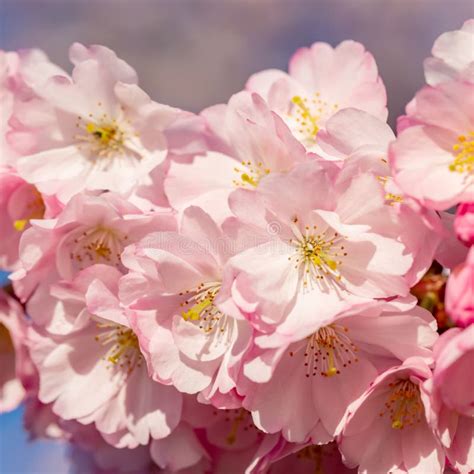 Rvore De Cereja De Floresc Ncia Na Primavera Flores Bonitas Do Rosa Da