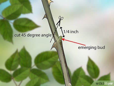 How to Prune Roses in Winter: 9 Steps (with Pictures) - wikiHow