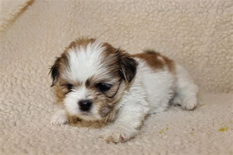 Lhasa Apso Pennys Pups From Birth To New Homes Cute Lhasa Apso