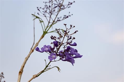 Árbol de jacaranda con flores y frutos y el cielo azul Foto Premium