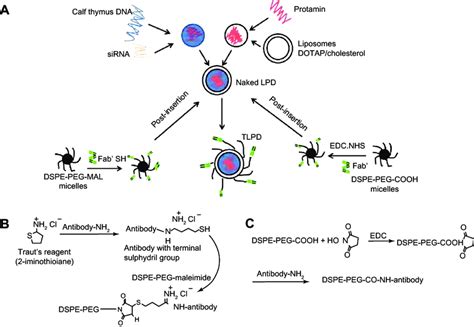 A Procedures Involved In Developing Naked Lpd And Tlpd B