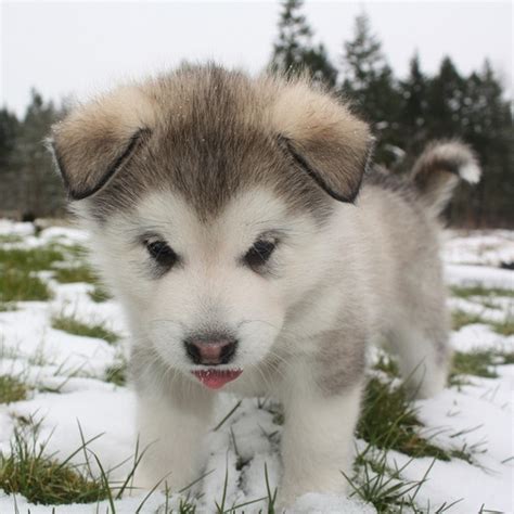 261 best images about FLUFFY PUPPIES on Pinterest | Baby huskies ...