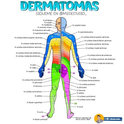 The Human Body With Labels On It And Labeled In Different Colors