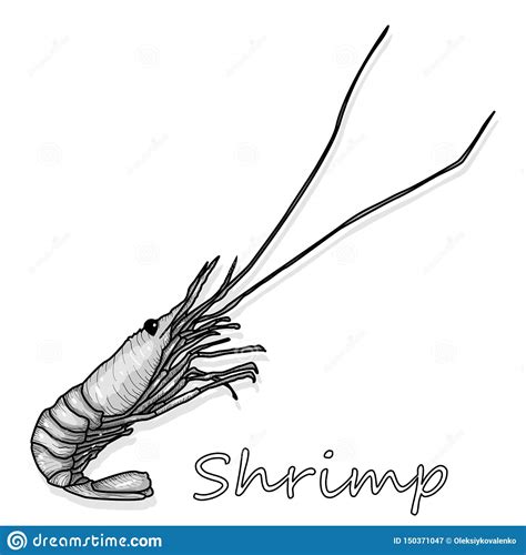 Cooked Prawn Or Tiger Shrimp Vector Illustration Isolated On White Background As Package Design