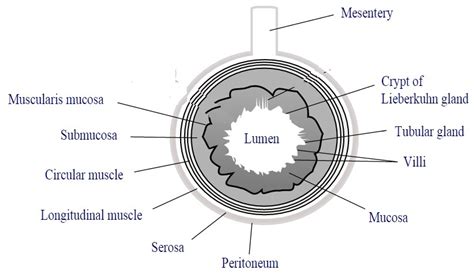 Ileum