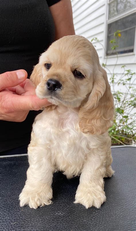 Cocker Spaniel Puppies