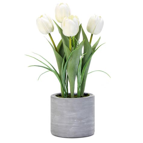 Tulip Potted Plant