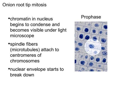 Mitosis In Onion Root Tip Cells Interphase Onion Root Tip Mitosis Cell