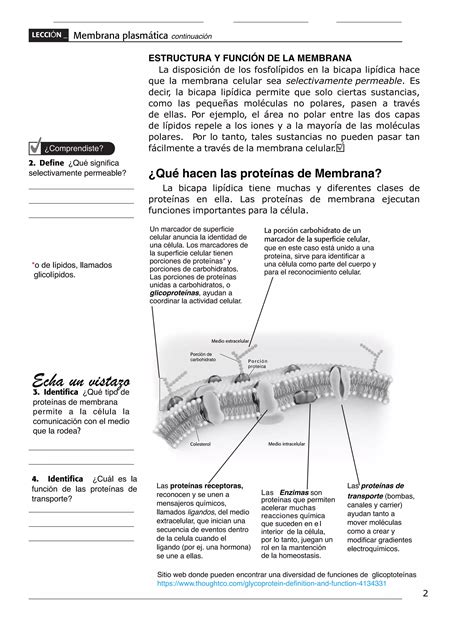 Estructura Y Funci N B Sica De La Membrana Plasm Tica Gu A Para Octavo