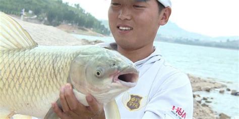 秋季釣草魚，少不了這些餌料 每日頭條