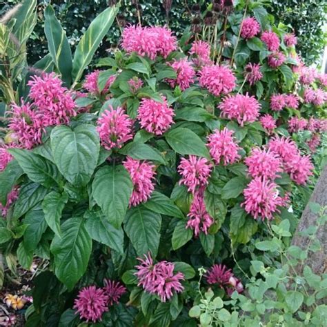 Justicia Carnea Brazilian Plume Flower Uploaded By Nej