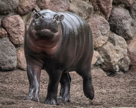 Pygmy Hippo Latest Animal Unveiled At San Francisco Zoo San Francisco