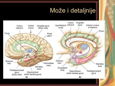 Anatomija Veliki Mozak