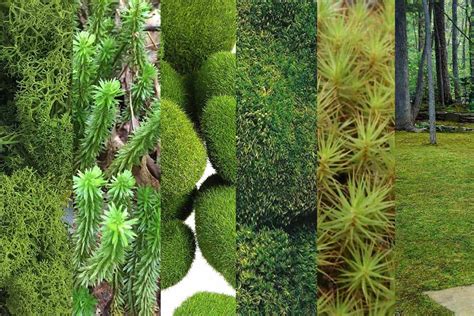 Types Of Moss Garden